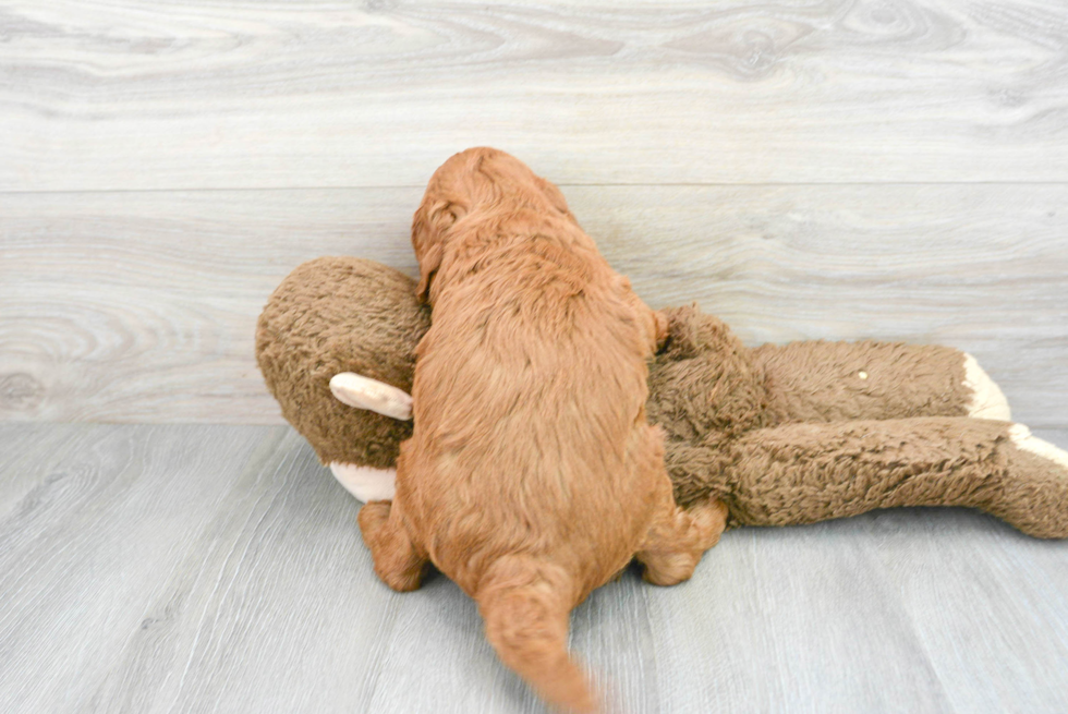 Energetic Golden Retriever Poodle Mix Puppy