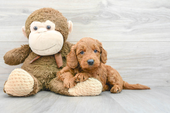 Mini Goldendoodle Pup Being Cute