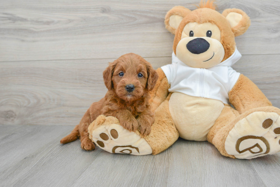 Mini Goldendoodle Pup Being Cute