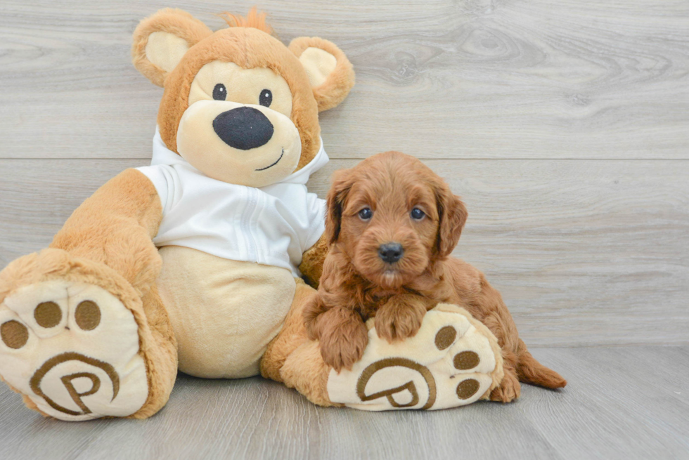 Mini Goldendoodle Pup Being Cute