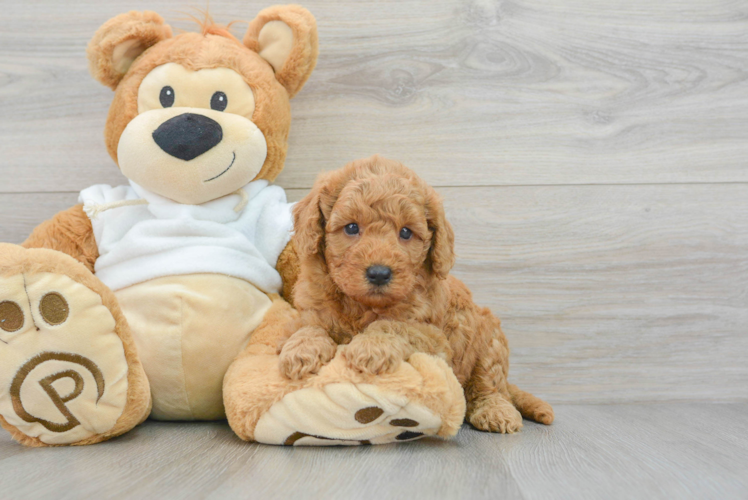 Best Mini Goldendoodle Baby