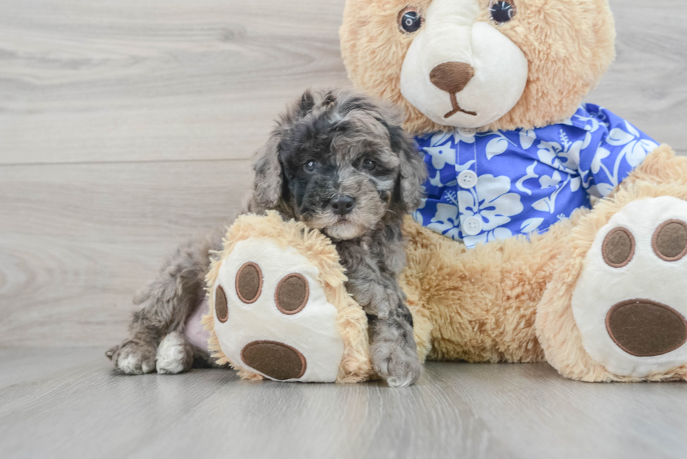 Little Golden Retriever Poodle Mix Puppy