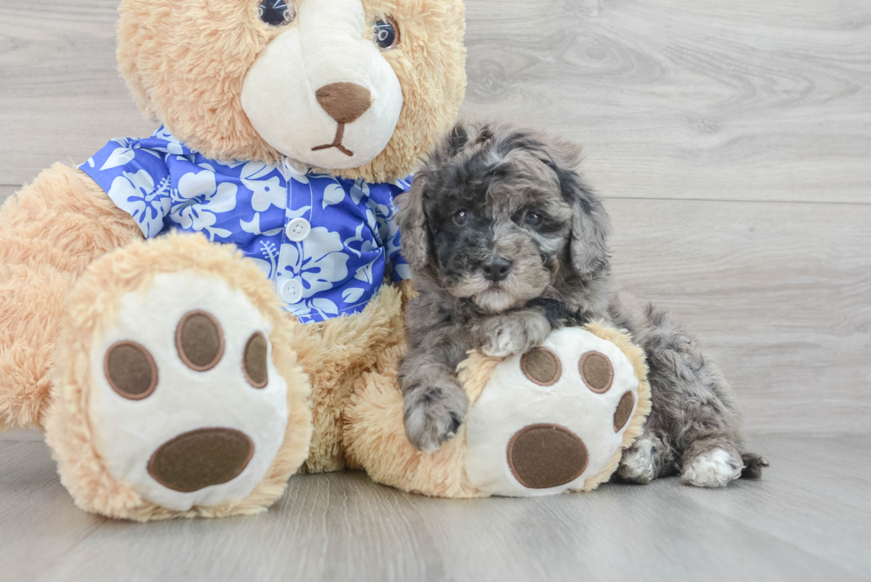 Sweet Mini Goldendoodle Baby