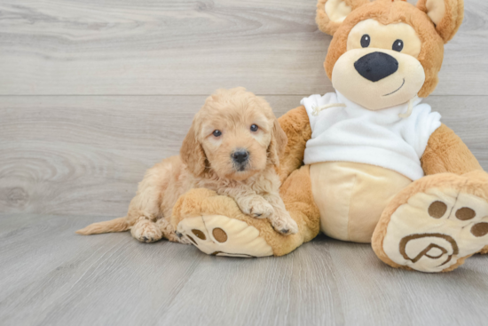 Best Mini Goldendoodle Baby