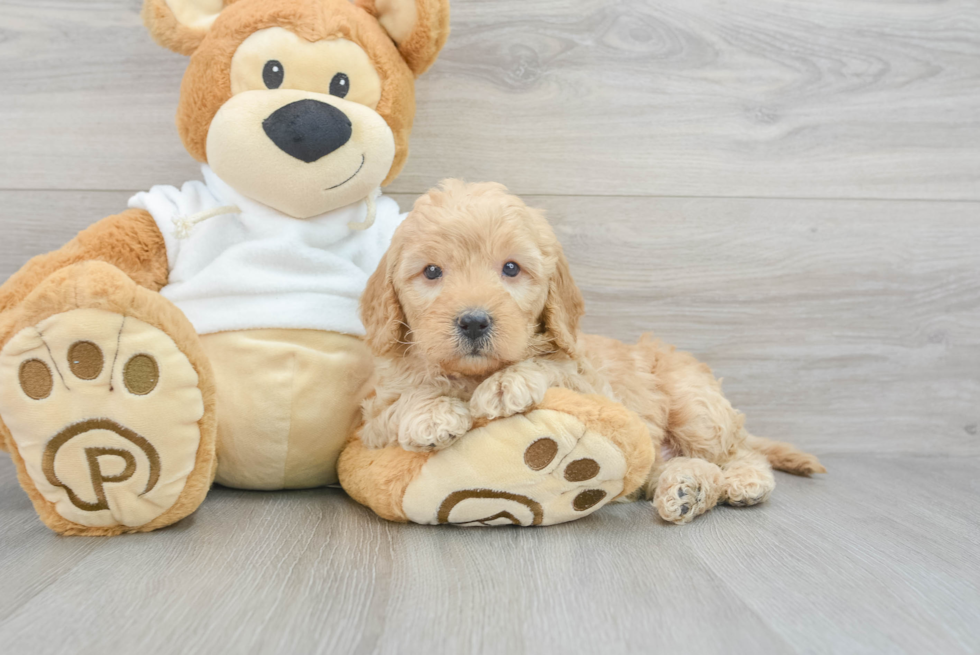 Popular Mini Goldendoodle Poodle Mix Pup