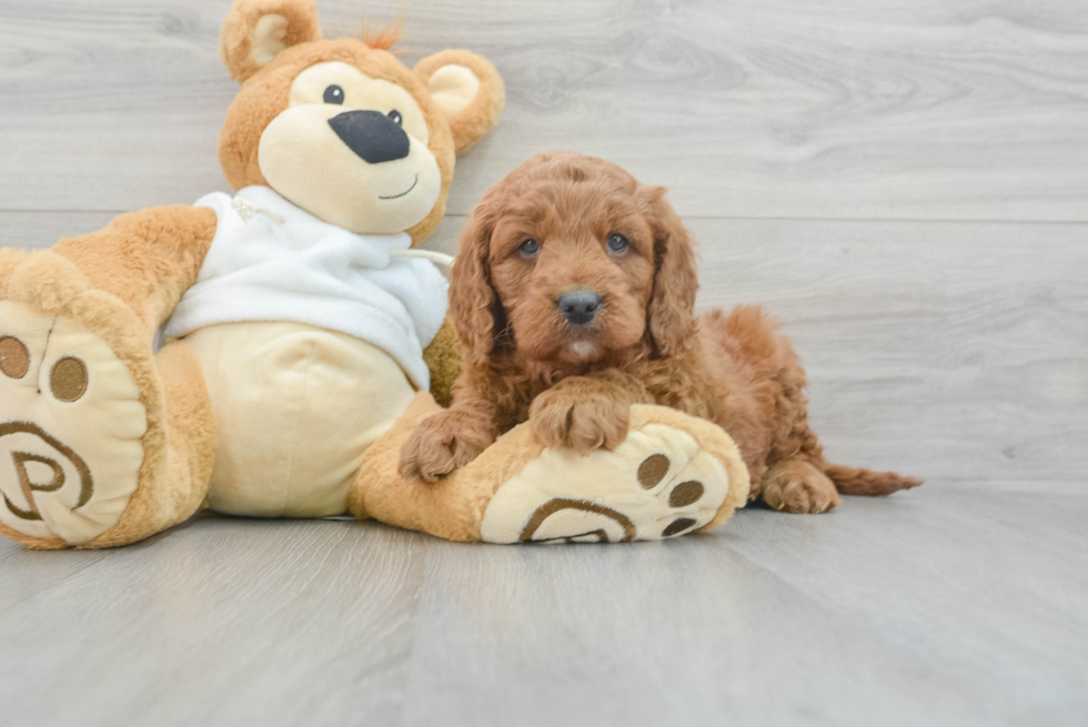 Popular Mini Goldendoodle Poodle Mix Pup