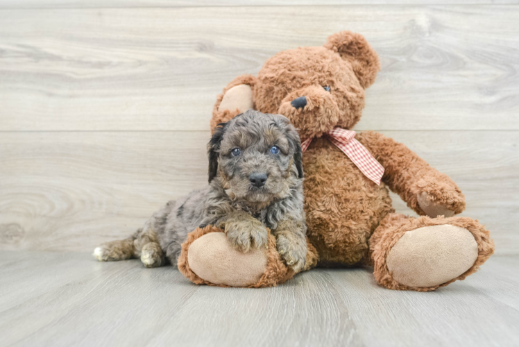 Mini Goldendoodle Puppy for Adoption