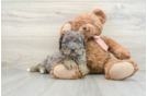 Mini Goldendoodle Puppy for Adoption