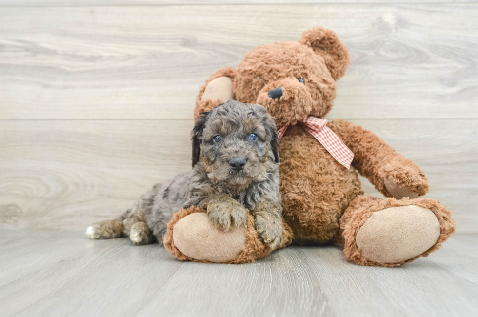 5 week old Mini Goldendoodle Puppy For Sale - Premier Pups