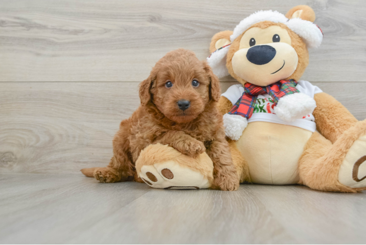 Best Mini Goldendoodle Baby