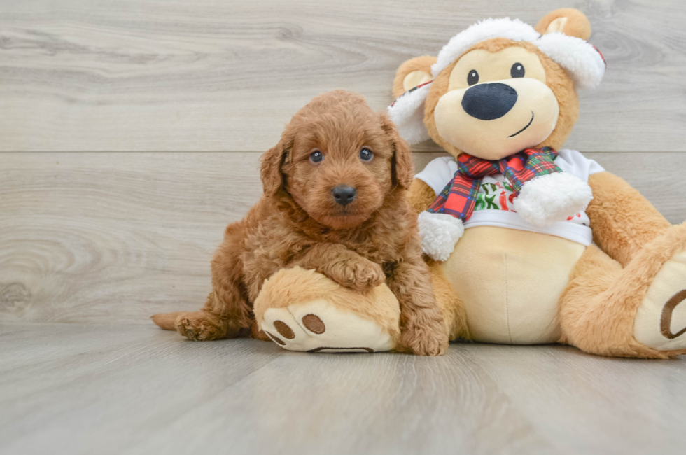 5 week old Mini Goldendoodle Puppy For Sale - Premier Pups