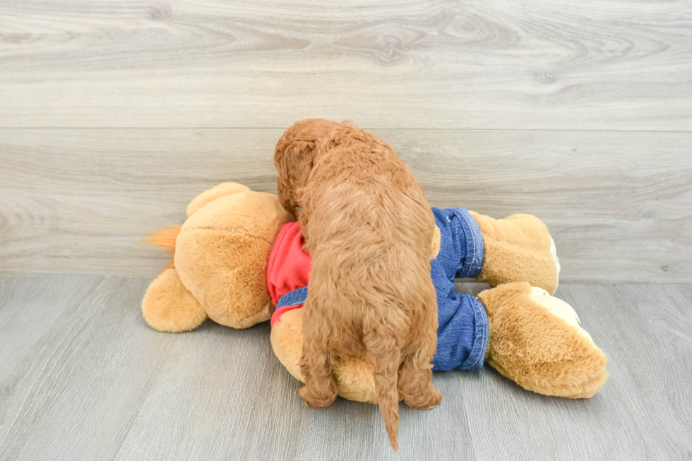 Adorable Golden Retriever Poodle Mix Poodle Mix Puppy