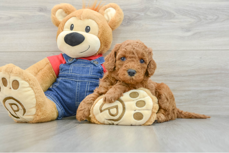 Small Mini Goldendoodle Baby