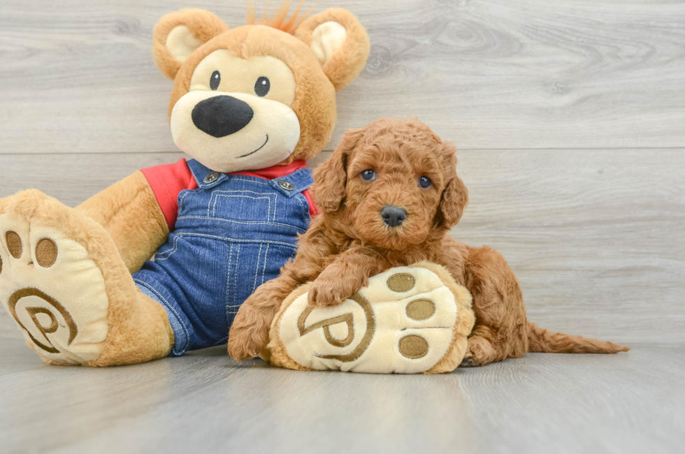 5 week old Mini Goldendoodle Puppy For Sale - Premier Pups