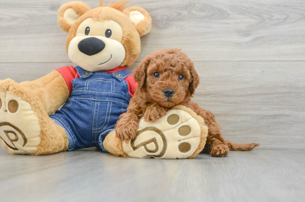 6 week old Mini Goldendoodle Puppy For Sale - Premier Pups