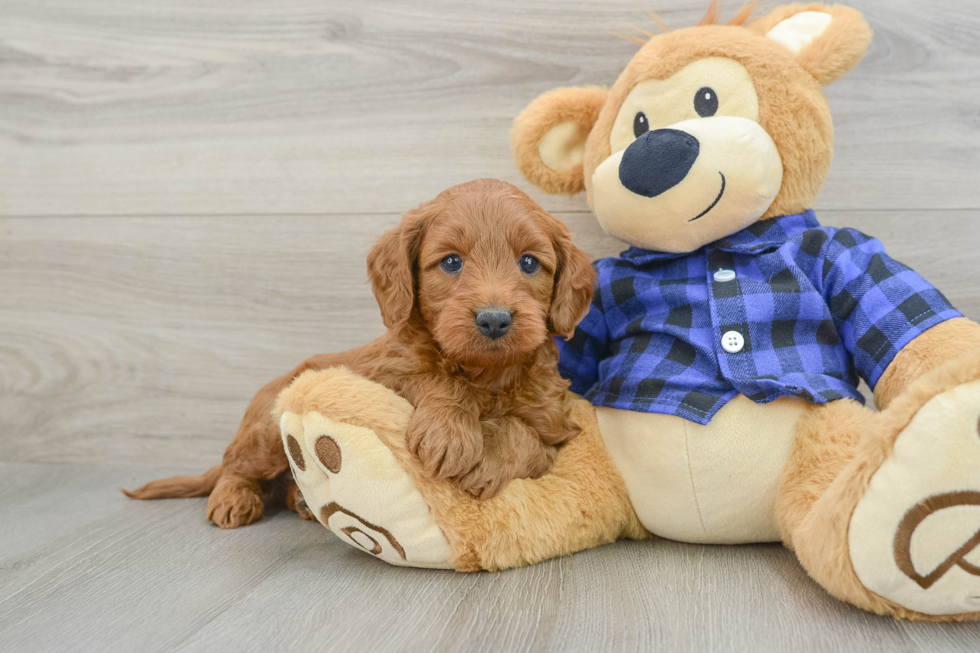 Mini Goldendoodle Puppy for Adoption