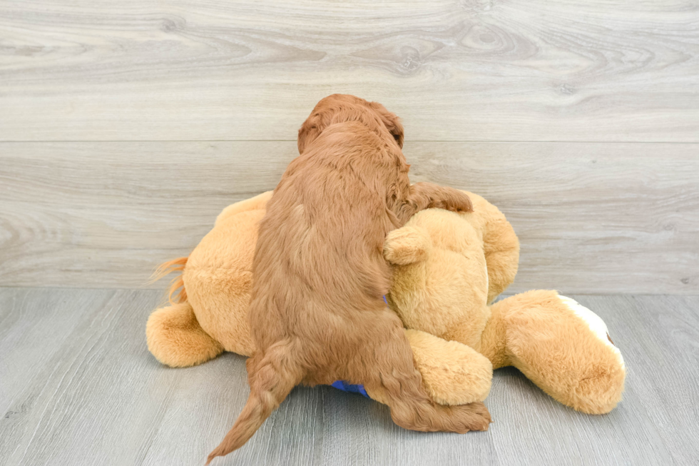 Mini Goldendoodle Pup Being Cute