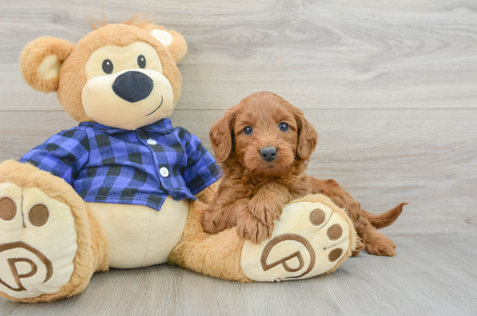 5 week old Mini Goldendoodle Puppy For Sale - Premier Pups