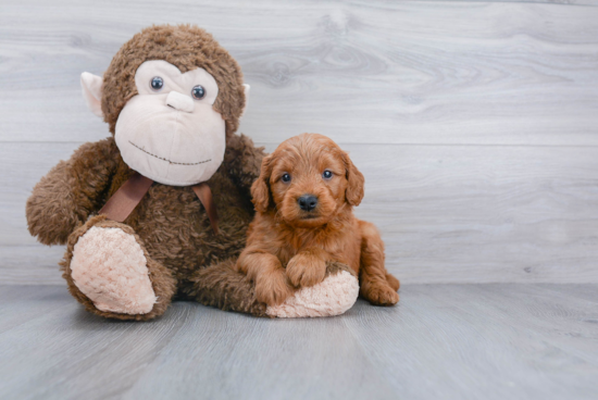 Best Mini Goldendoodle Baby