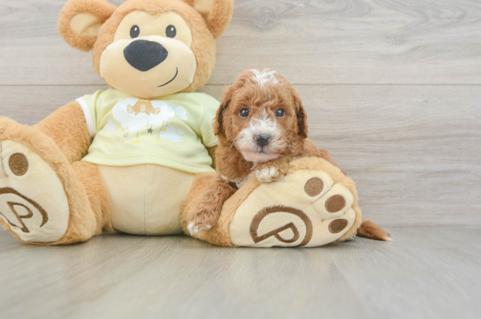 5 week old Mini Goldendoodle Puppy For Sale - Premier Pups