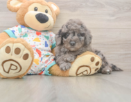7 week old Mini Goldendoodle Puppy For Sale - Premier Pups