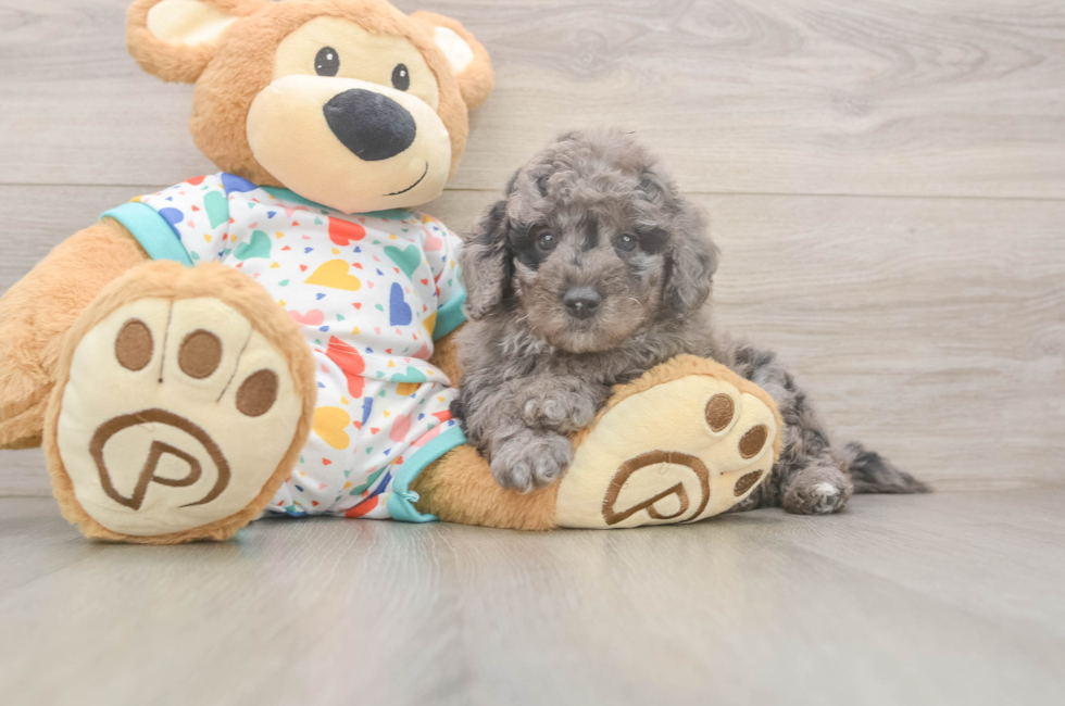 5 week old Mini Goldendoodle Puppy For Sale - Premier Pups