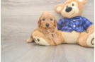 Mini Goldendoodle Puppy for Adoption
