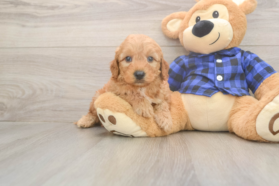 Mini Goldendoodle Puppy for Adoption