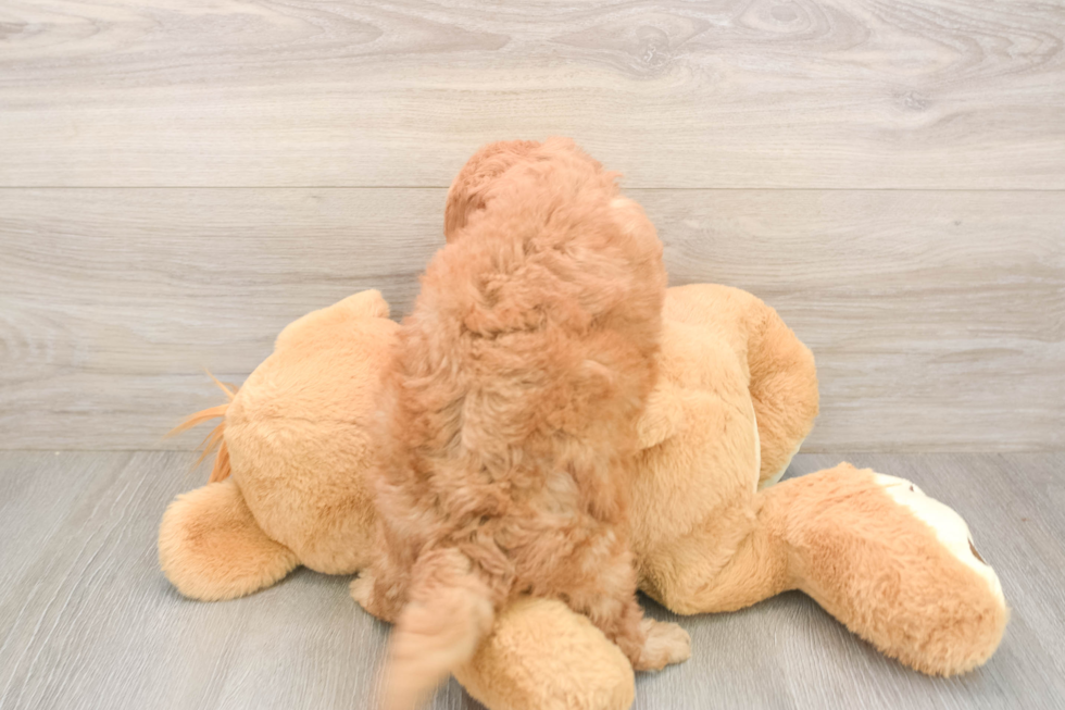 Popular Mini Goldendoodle Poodle Mix Pup