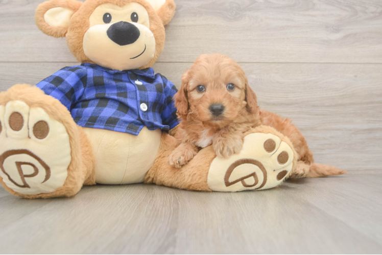 Best Mini Goldendoodle Baby