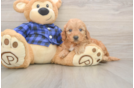 Best Mini Goldendoodle Baby