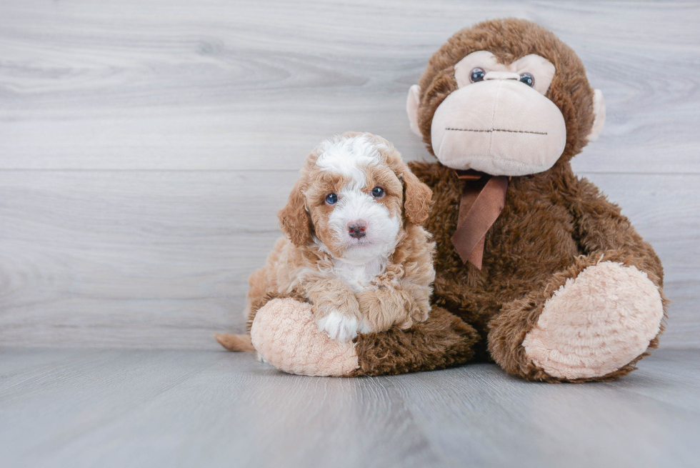 Petite Mini Goldendoodle Poodle Mix Pup