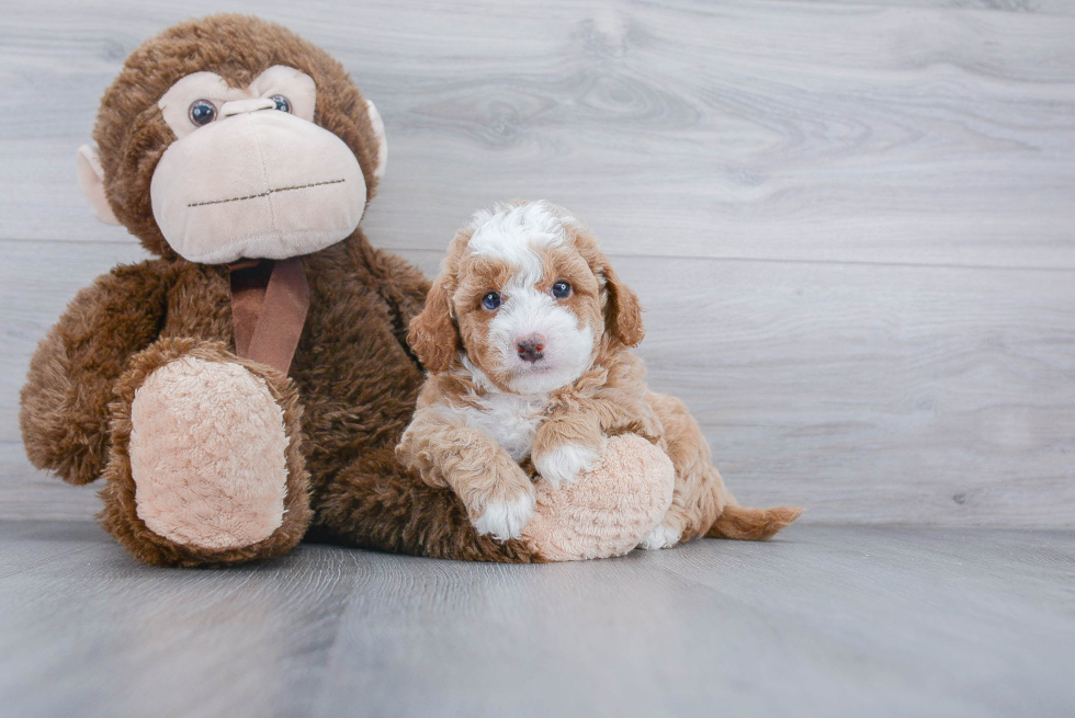 Best Mini Goldendoodle Baby