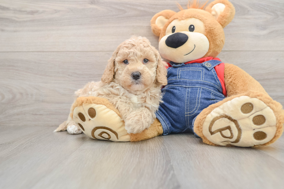 Sweet Mini Goldendoodle Baby
