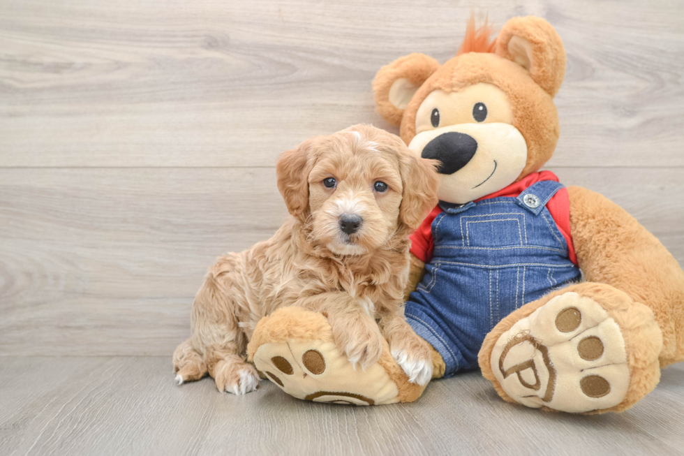 Fluffy Mini Goldendoodle Poodle Mix Pup