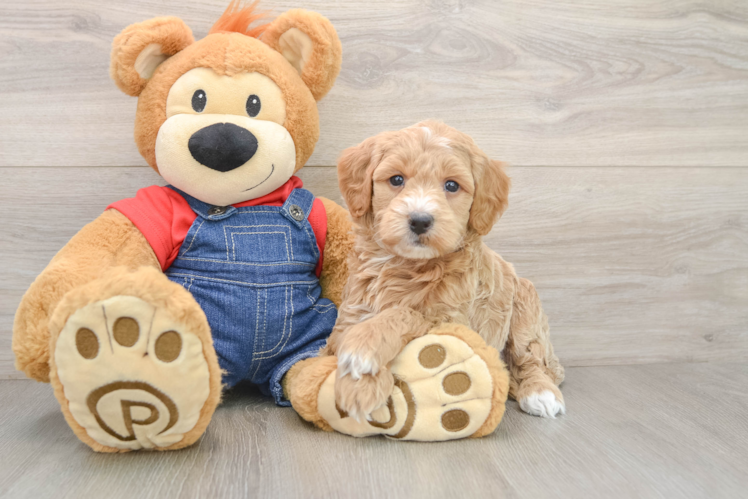 Popular Mini Goldendoodle Poodle Mix Pup
