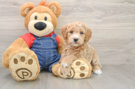 Popular Mini Goldendoodle Poodle Mix Pup