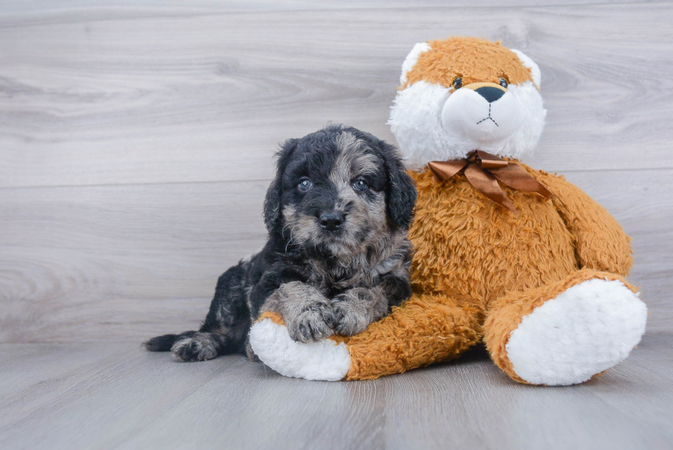 Happy Mini Goldendoodle Baby