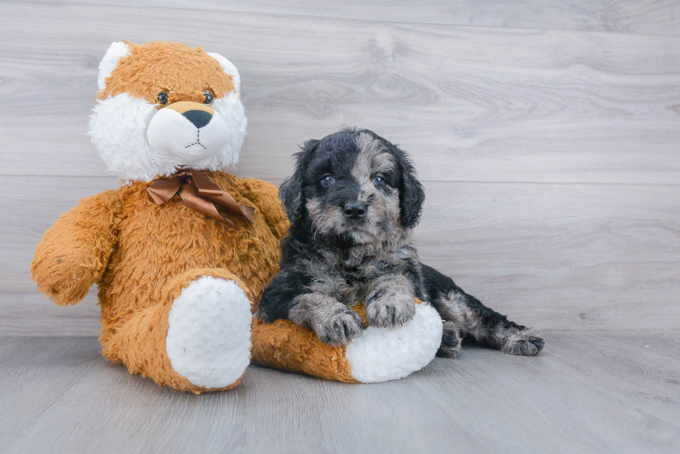 Hypoallergenic Golden Retriever Poodle Mix Puppy