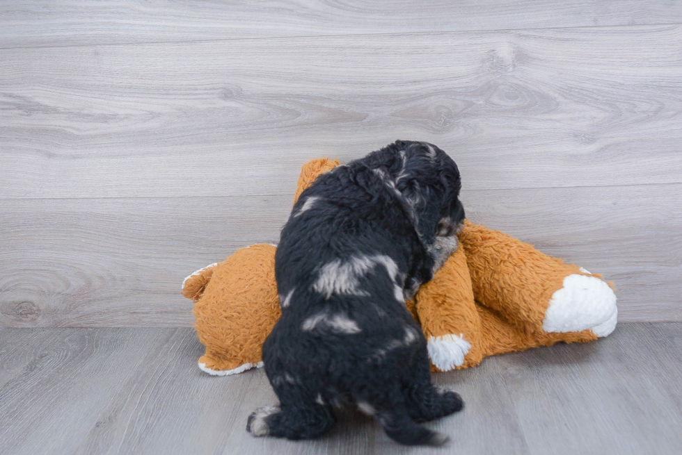 Mini Goldendoodle Pup Being Cute