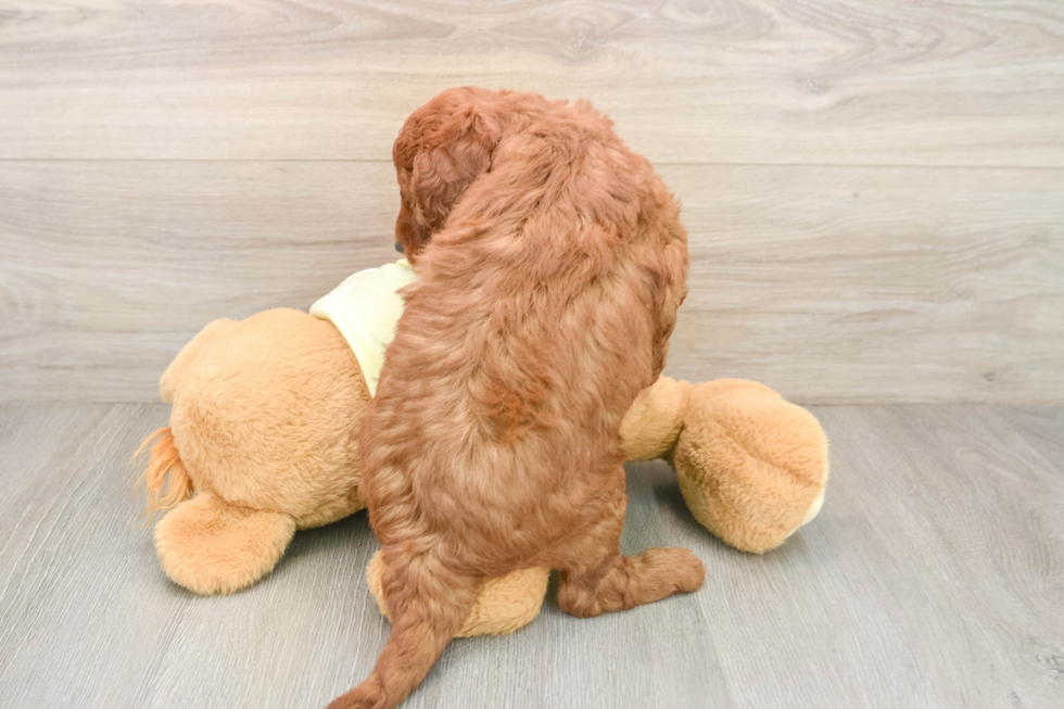 Sweet Mini Goldendoodle Baby