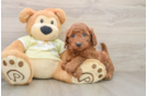 Sweet Mini Goldendoodle Baby