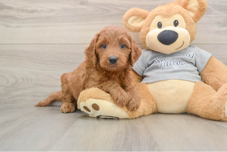 Energetic Golden Doodle Poodle Mix Puppy