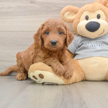 Energetic Golden Doodle Poodle Mix Puppy