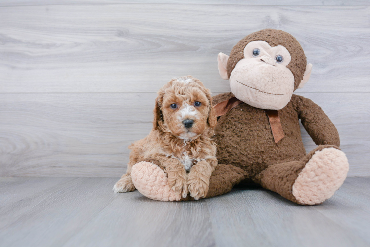 Best Mini Goldendoodle Baby