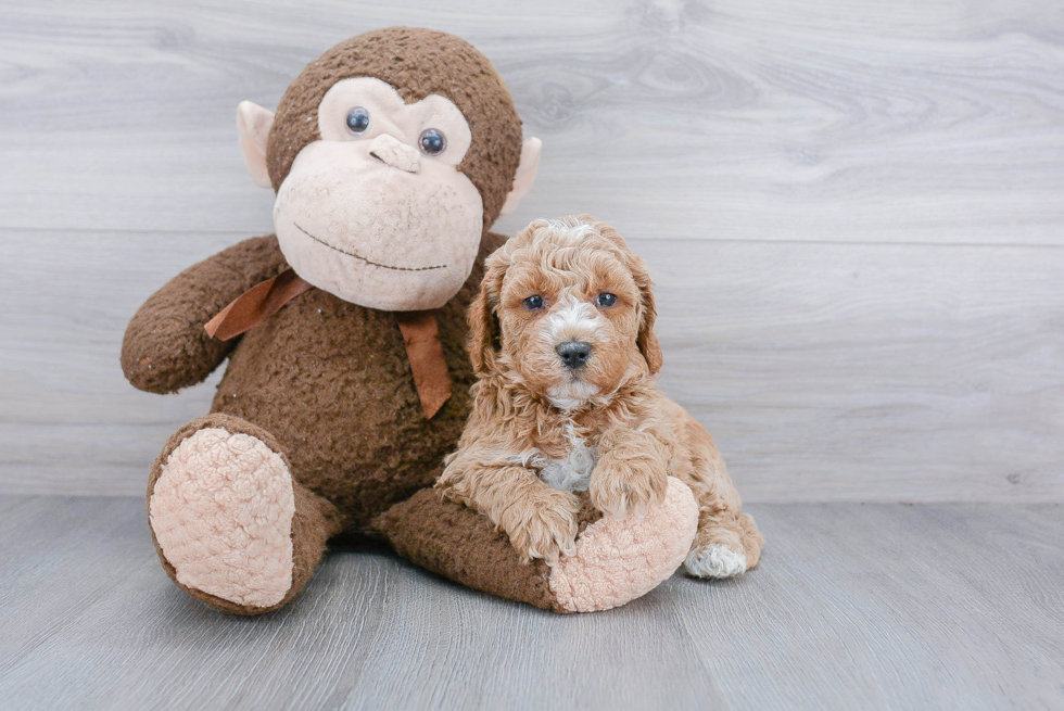 Mini Goldendoodle Puppy for Adoption