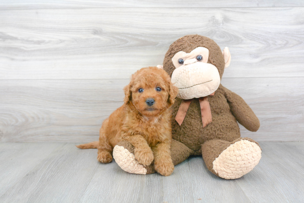 Best Mini Goldendoodle Baby