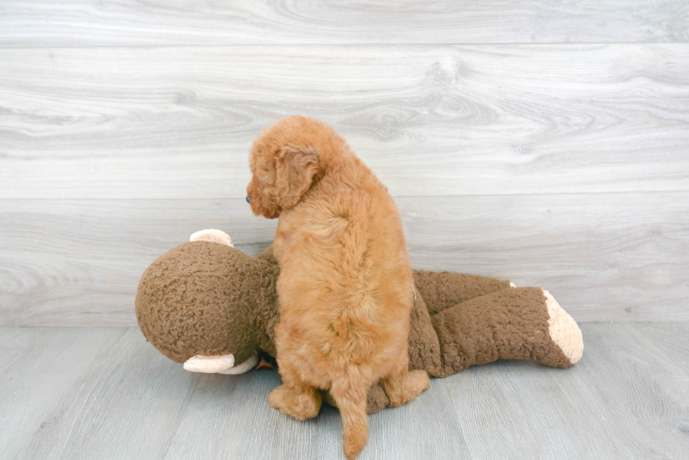 Adorable Golden Retriever Poodle Mix Puppy