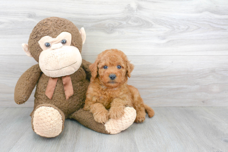 Mini Goldendoodle Puppy for Adoption