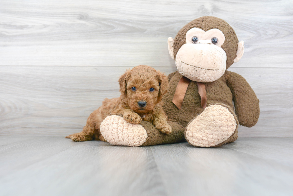 Mini Goldendoodle Pup Being Cute